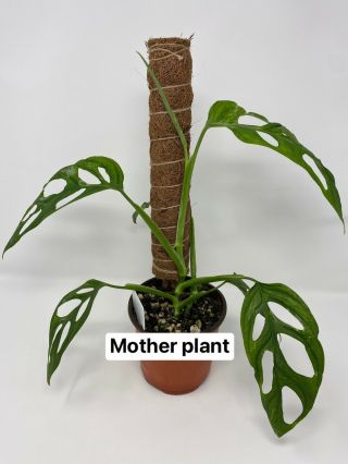 Variegated Monstera adansonii Live Rooted Rare Plant 6