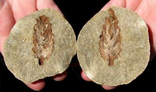 Extinctions - Very Rare True Pine Cone Fossil,  Germany - Cool Split Pair