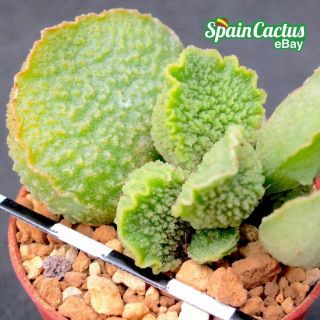Adromischus " Limax Arion " Rare Succulent Plant 18/4 Herrei Hybrid King Size