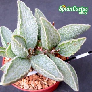 Adromischus " Peppermint Ice - Cream " Rare Succulent Plant 18/4 Special Hybrid
