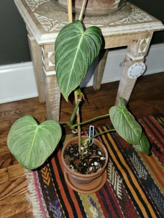 Philodendron Glorious 