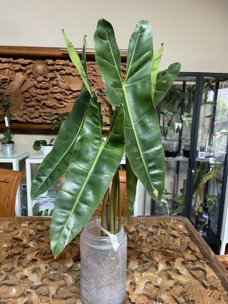 Rare Xx Large Philodendron Billietiae Tropical Aroids Indoor Plant