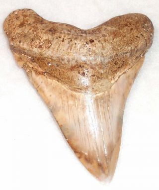 Rare 4 3/16 " Fossil Megalodon Shark Tooth - Peru -