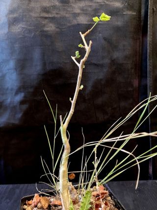 Commiphora Gileadensis ; Caudex,  Succulent,  Rare Tree,  Frankincense,  Bursera