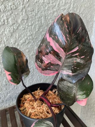 Florida Seller - Pink Princess Philodendron Rare - Mature Plant My Fav