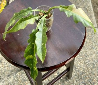 Rare Philodendron Ring Of Fire Rooted Aroids Tropical Indoor Plant