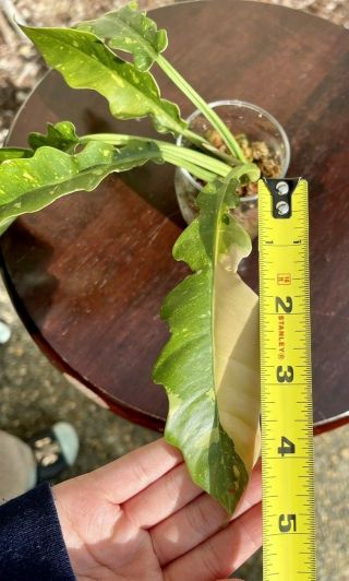 Rare Philodendron Ring of Fire Rooted Aroids Tropical Indoor Plant 2