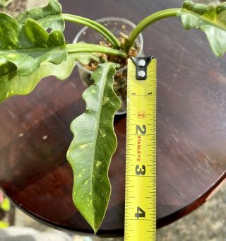 Rare Philodendron Ring of Fire Rooted Aroids Tropical Indoor Plant 3