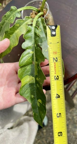 Rare Philodendron Ring of Fire Rooted Aroids Tropical Indoor Plant 4