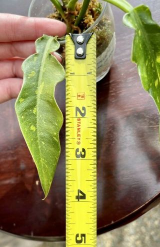 Rare Philodendron Ring of Fire Rooted Aroids Tropical Indoor Plant 5