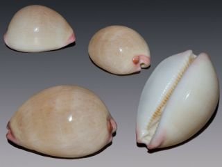 Seashell Austrocypraea Reevei Microsphaerica Very Rare 35.  7 Mm