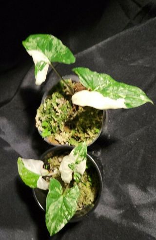 2 Pack Syngonium Albo Varigated 3,  Not Monstera,  Or Philodendron,  Rare,  Aroid