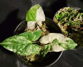 2 pack Syngonium albo varigated 3,  not monstera,  or philodendron,  rare,  aroid 2