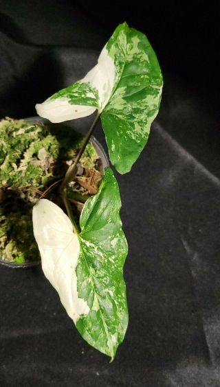 2 pack Syngonium albo varigated 3,  not monstera,  or philodendron,  rare,  aroid 3