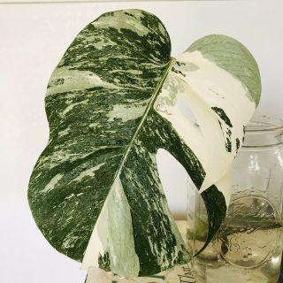 Rare Variegated Monstera Deliciosa Large Leaf High Variegation Rooted Plant Live