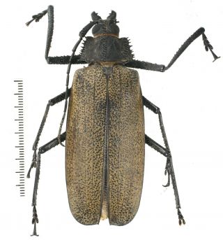 Xixuthrus Granulipennis - Prioninae 84 Mm From Jayapura,  Papua Indonesia Rare A2