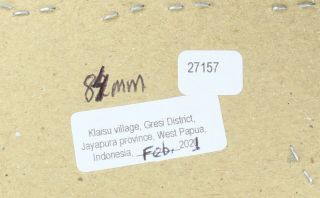 Xixuthrus granulipennis - Prioninae 84 mm from Jayapura,  Papua Indonesia RARE A2 2
