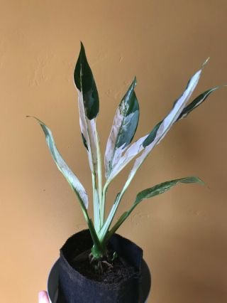 Extremely Rare Albo Variegated " Peace Lily " - White Sport Picasso Spathiphyllum