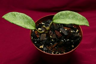 Rare Hoya Carnosa Grey Ghost 4 Inch Pot Actual Plant