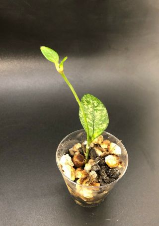 Rare Hoya Crassipetiolata Splash,  Rooted Plant With Growth