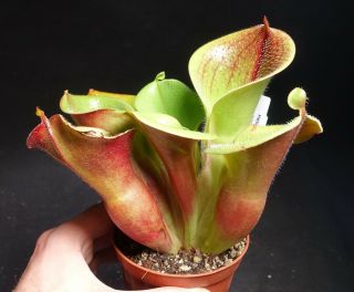 Xxl Heliamphora Minor Var.  Pilosa (auyan) - Very Rare Carnivorous Pitcher Plant