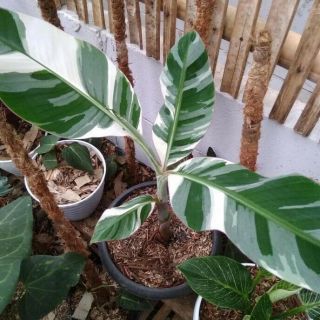Rare Musa Aeae Banana Variegated Plant Phytosanitary Certificate