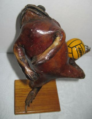 Rare Vintage Taxidermy Bull Frog Folk Art Oddity Soccer Figurine