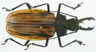 MACRODONTIA DEJEANI MALE FROM COLOMBIA 78 mm,  RARE, 2