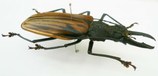 MACRODONTIA DEJEANI MALE FROM COLOMBIA 78 mm,  RARE, 3