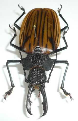 MACRODONTIA DEJEANI MALE FROM COLOMBIA 78 mm,  RARE, 4