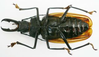 MACRODONTIA DEJEANI MALE FROM COLOMBIA 78 mm,  RARE, 5