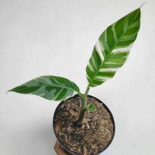 Rare Musa Aeae Banana Variegated Plant Phytosanitary Certificate