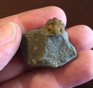 Ultra Rare Fossil Trilobite Andinacaste Bolivia Silurian