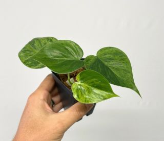 Rare Philodendron Hederaceum Variegated,  Cordatum,  Heart Leaf
