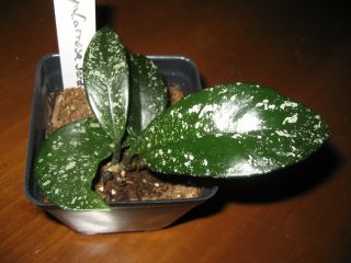 Very Rare Hoya Carnosa ‘stardust’ Plant 3.  5 " Pot Stunning Leaves Pink Flowers