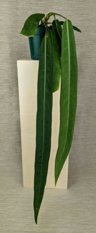 Anthurium Pallidiflorum,  Rare Aroid,  Strap Leaf,  Velvety,  Established Plant