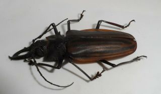 Cerambycidae,  Macrodontia Castroi Good A2 (66mm) Very Rare