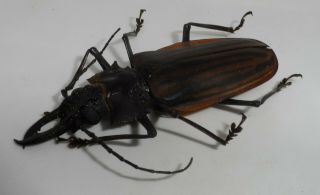 Cerambycidae,  Macrodontia castroi good A2 (66mm) VERY RARE 2