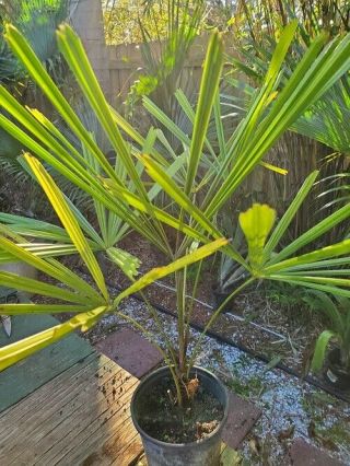 Licuala Spinosa Ft6 Palm Rare Thinner Leaf Variety 1 Gal Size