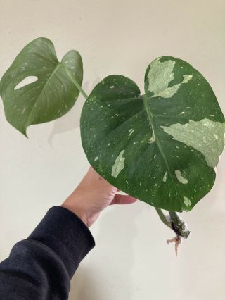 Rare Monstera Thai Constellation Variegated Semi Rooted 2 Leaf Cutting