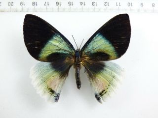 , Entomology,  Butterfly: Alcides Aurora Male Britian,  Rare