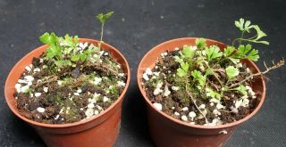 Big Elaphoglossum Peltatum - Extremely Rare Miniature Tropical Ornamental Fern