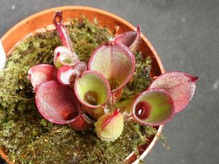 ADULT Heliamphora pulchella (Chimanta) - VERY RARE carnivorous pitcher plant 2