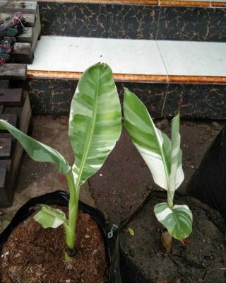 2 Rare Banana Musa Aeae Variegated Live Plant,  Phytosanitary Certificate