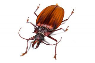 Awesome Macrodontia Crenata 5.  9 Cm Rare Great Colour Peru Cerambycidae