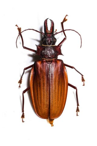 AWESOME Macrodontia crenata 5.  9 CM RARE Great colour Peru Cerambycidae 2