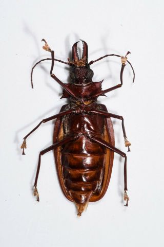 AWESOME Macrodontia crenata 5.  9 CM RARE Great colour Peru Cerambycidae 3