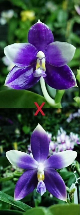 Novelty Phal Phalaenopsis (jennifer Palermo X Sib) - Rare - Fragrant - Last One
