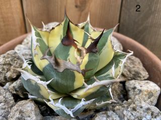 Agave Titanota ‘snaggle Tooth’ Rare Variegated Succulent 2