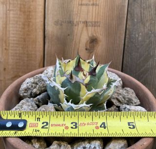 Agave titanota ‘Snaggle Tooth’ Rare variegated succulent 2 2